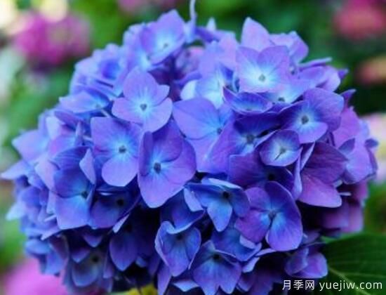 繡球花有哪些品種，繡球花品種圖片大全(圖6)