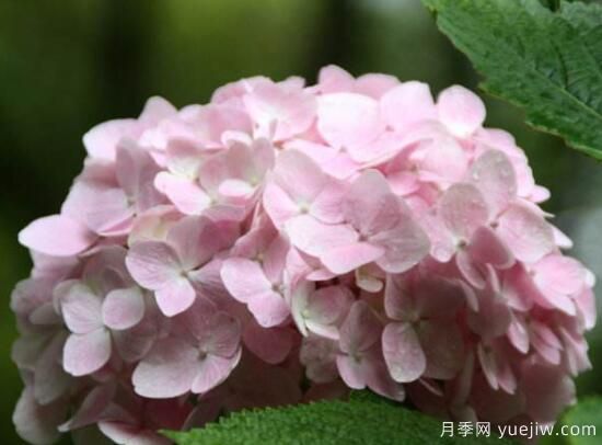 繡球花有哪些品種，繡球花品種圖片大全(圖11)