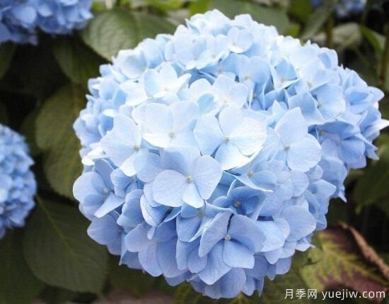 繡球花有哪些品種，繡球花品種圖片大全(圖5)