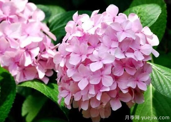 繡球花有哪些品種，繡球花品種圖片大全(圖13)