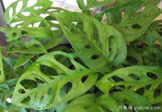 萬年青種類及圖片大全，盤點(diǎn)做好看的六大種類(圖4)