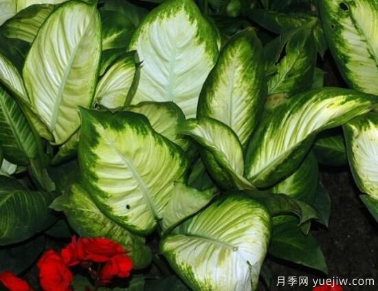 萬年青種類及圖片大全，盤點(diǎn)做好看的六大種類(圖5)