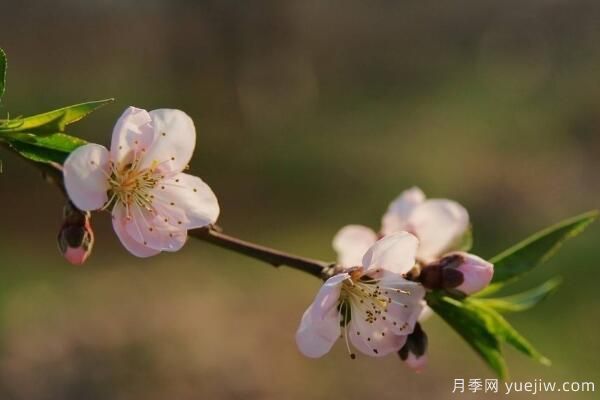 桃花的蟲害防治大全，紅蜘蛛的危害非常嚴(yán)重(圖4)