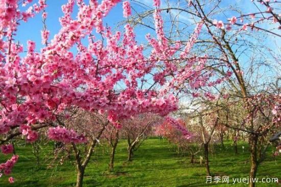 桃花的蟲害防治大全，紅蜘蛛的危害非常嚴(yán)重(圖2)