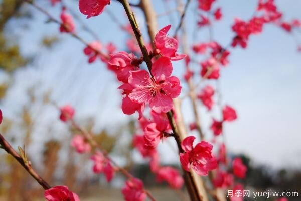 桃花的蟲害防治大全，紅蜘蛛的危害非常嚴(yán)重(圖1)