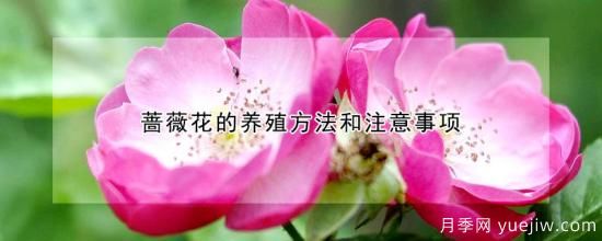 薔薇花的養(yǎng)殖方法和注意事項(圖1)