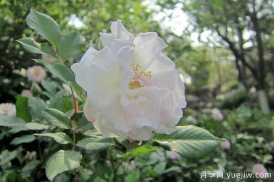 粉色薔薇花的花語，以及薔薇花花語大全(圖4)