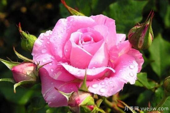 粉色薔薇花的花語，以及薔薇花花語大全(圖1)