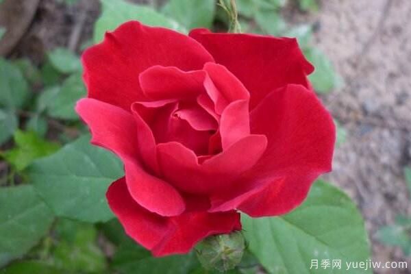 粉色薔薇花的花語，以及薔薇花花語大全(圖3)