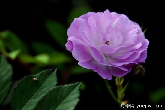 粉色薔薇花的花語，以及薔薇花花語大全(圖2)