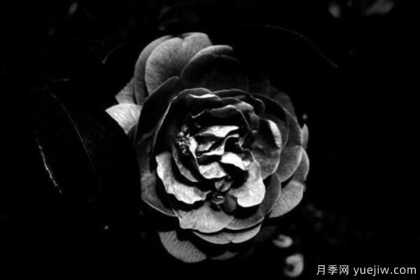 粉色薔薇花的花語，以及薔薇花花語大全(圖5)