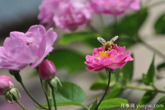 薔薇花種多長時(shí)間才開花(圖1)
