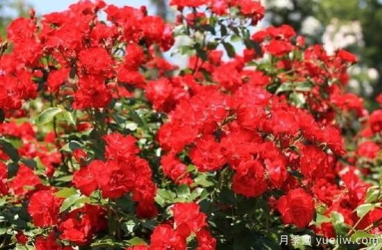 薔薇花的花語大全，細(xì)數(shù)薔薇花九大品種花語(圖5)