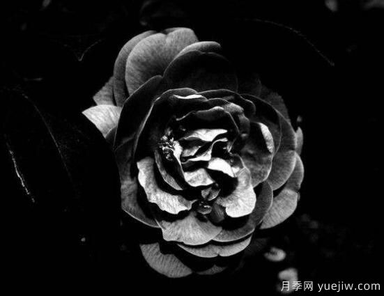 薔薇花的花語大全，細(xì)數(shù)薔薇花九大品種花語(圖7)