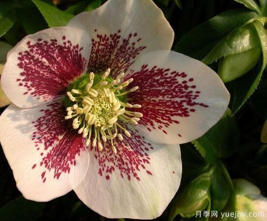 薔薇花的花語大全，細(xì)數(shù)薔薇花九大品種花語(圖6)