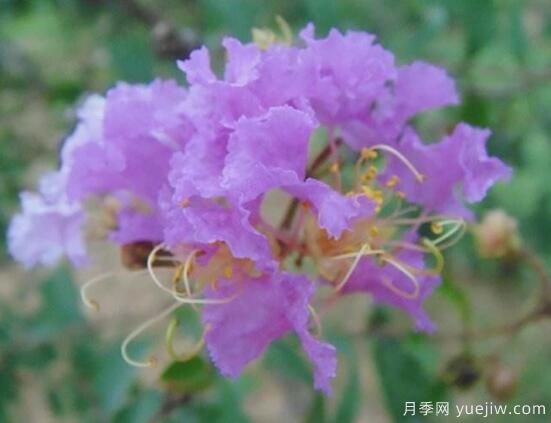 薔薇花的花語大全，細(xì)數(shù)薔薇花九大品種花語(圖9)