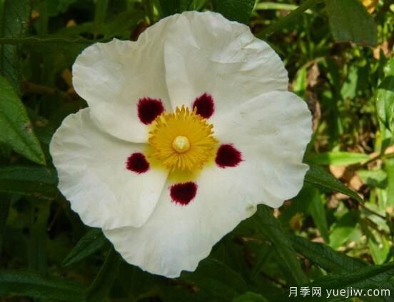薔薇花的花語大全，細(xì)數(shù)薔薇花九大品種花語(圖8)