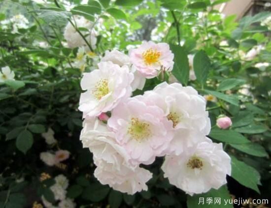 薔薇花的花語大全，細(xì)數(shù)薔薇花九大品種花語(圖3)