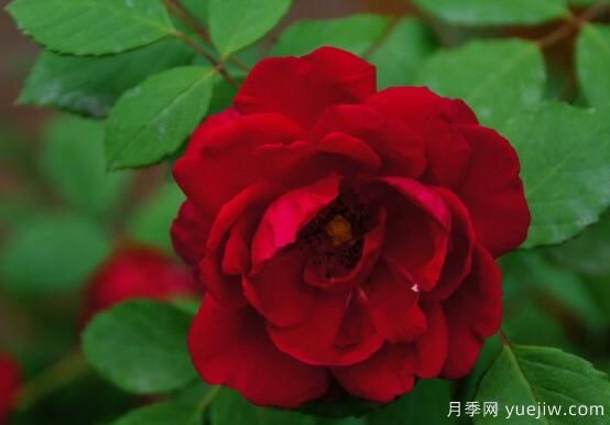 薔薇花的花語大全，細(xì)數(shù)薔薇花九大品種花語(圖1)