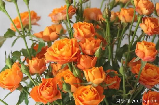 果汁陽(yáng)臺(tái)玫瑰的養(yǎng)殖方法和注意事項(xiàng)(圖1)