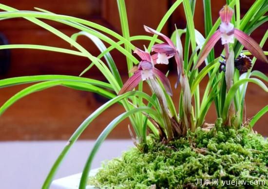 蘭花發(fā)芽的生長因素，要嚴格把控4個方面(圖1)