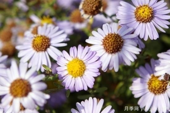 菊花的花語(yǔ)有什么(圖1)
