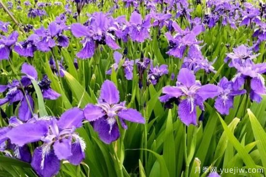 5種鮮花的花語(yǔ)(圖3)