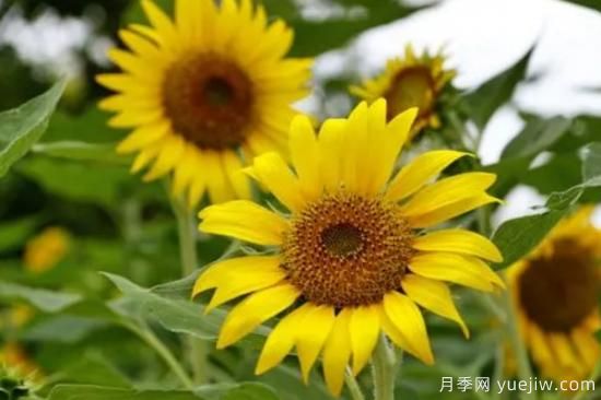 5種鮮花的花語(yǔ)(圖1)