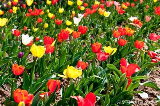 5種鮮花的花語(yǔ)(圖2)