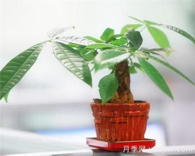 發(fā)財(cái)樹需要修剪嗎？發(fā)財(cái)樹如何整形修剪(圖1)
