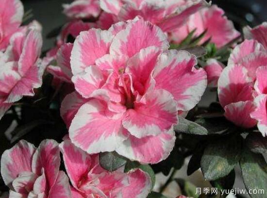 杜鵑花有哪些常見品種？杜鵑花品種圖片大全(圖5)