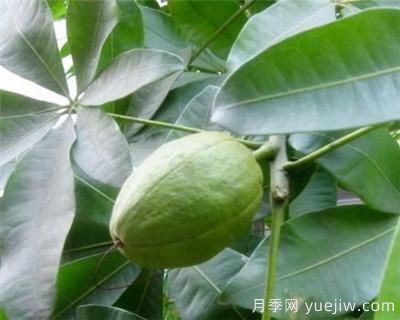 發(fā)財樹的繁殖方法和注意事項(xiàng)(圖1)