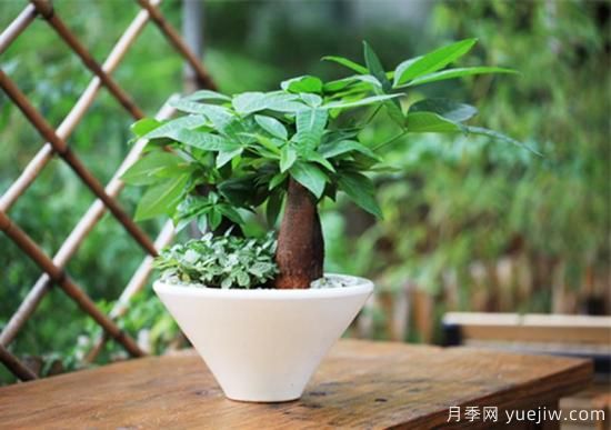 發(fā)財(cái)樹幾天澆一次水，澆水方法(圖1)