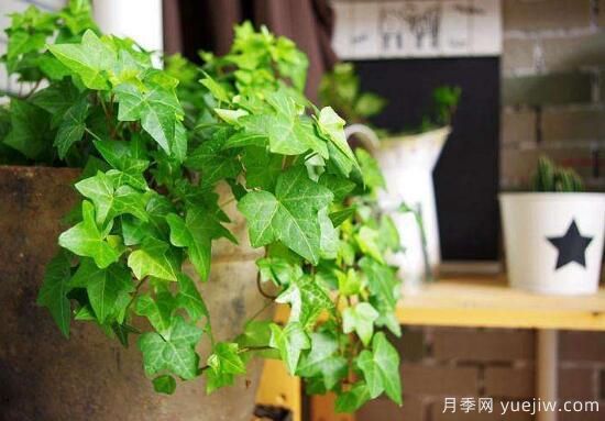 常春藤有哪些常見品種？常春藤品種圖片大全(圖1)