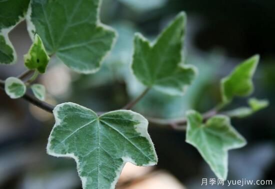 常春藤有哪些常見品種？常春藤品種圖片大全(圖4)