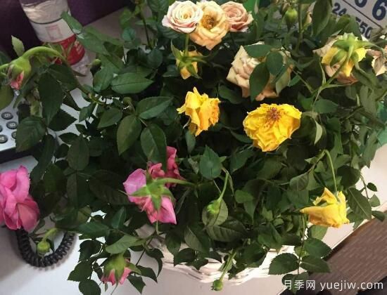 月季花焉了怎么辦？三個辦法讓它恢復(fù)生機(jī)(圖1)