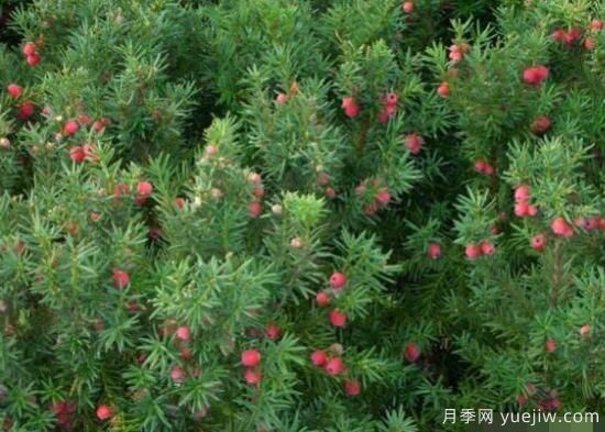 紅豆杉的扦插繁殖和播種繁殖，病蟲防治(圖1)