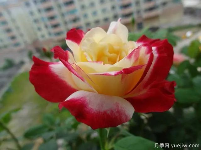 推薦3種月季，耐冷耐熱花期長花量大抗病能力強(圖3)