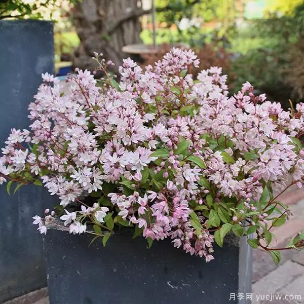 幾種讓花園充滿浪漫色彩的粉色花卉，滿足少女心(圖3)
