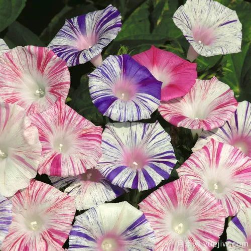 幾種讓花園充滿浪漫色彩的粉色花卉，滿足少女心(圖8)