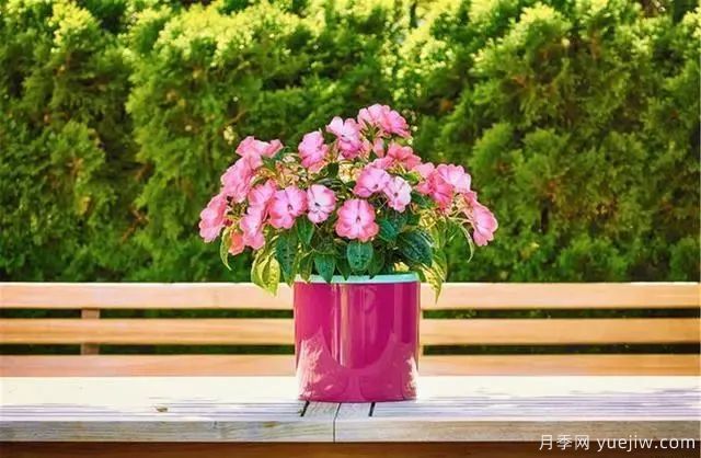 秋天不能修剪的七種花卉，容易剪掉花芽不開花！(圖1)