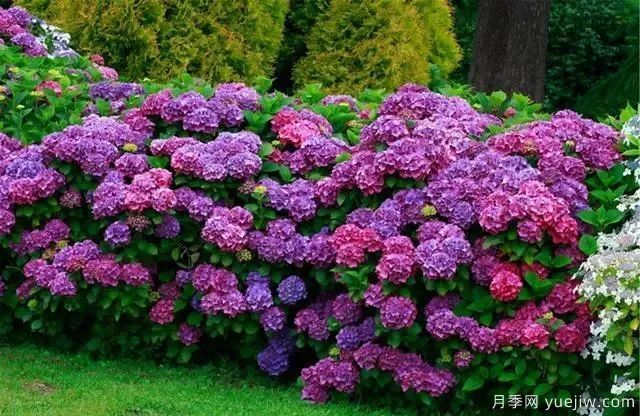 秋天不能修剪的七種花卉，容易剪掉花芽不開花！(圖2)