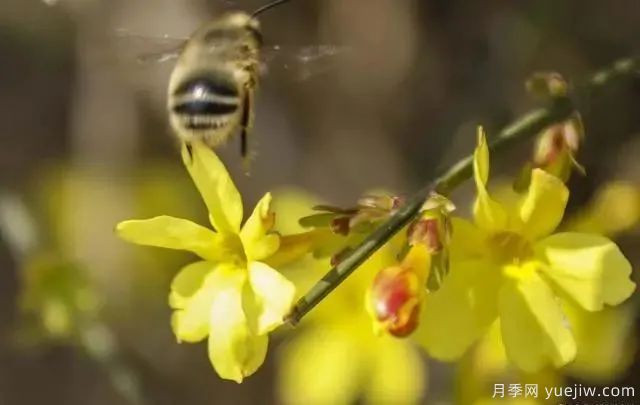 秋天不能修剪的七種花卉，容易剪掉花芽不開花！(圖3)