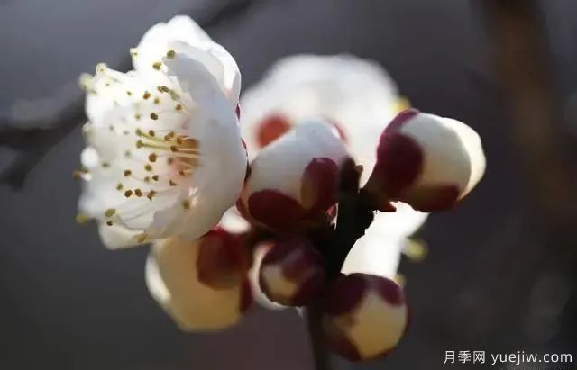 秋天不能修剪的七種花卉，容易剪掉花芽不開花！(圖4)