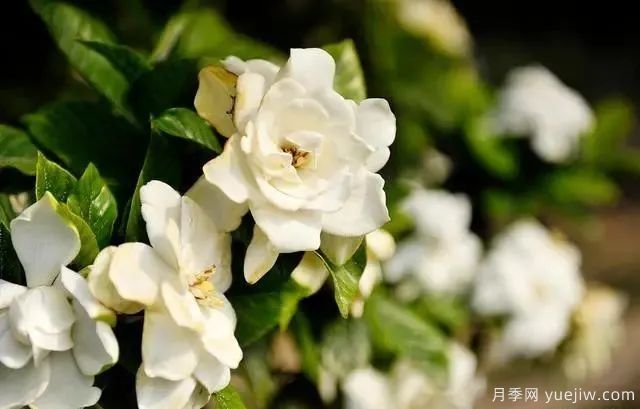 秋天不能修剪的七種花卉，容易剪掉花芽不開花！(圖5)