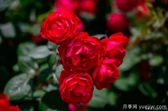 什么樣的月季比較耐陰？教你***基本的選擇技巧(圖7)