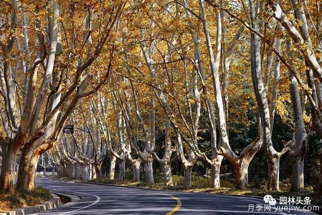 世界五大行道樹種，作為苗木人你應(yīng)當(dāng)了解！(圖2)