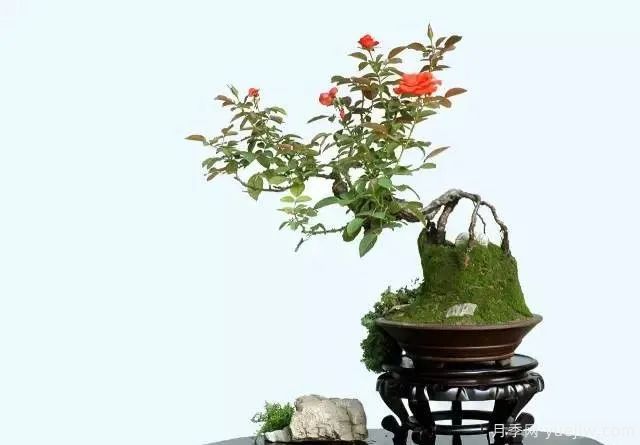 如何制作漂亮的月季盆景？藝術(shù)品來(lái)了(圖2)