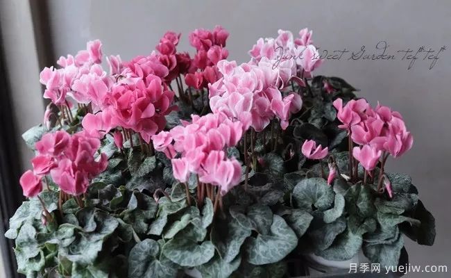 適合秋季種的什么花卉有這些，清新脫俗花量巨大(圖5)