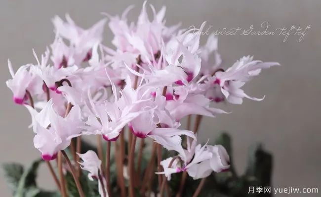 適合秋季種的什么花卉有這些，清新脫俗花量巨大(圖4)